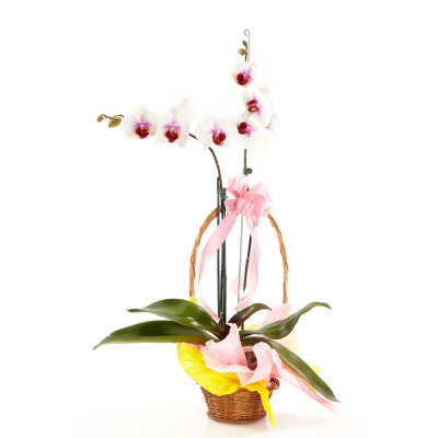 Planta de Phalaenopsis Bicolor en Base de Madera - Diseño Presente