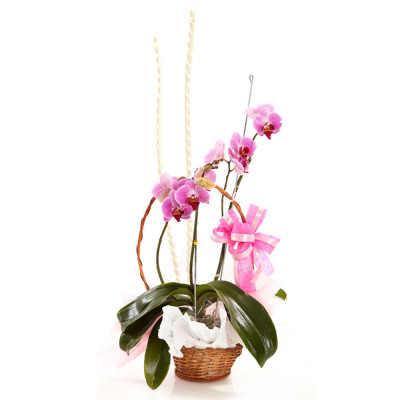 Orquídea Phalaenopsis Morada en Canasta - Edición Inocencia